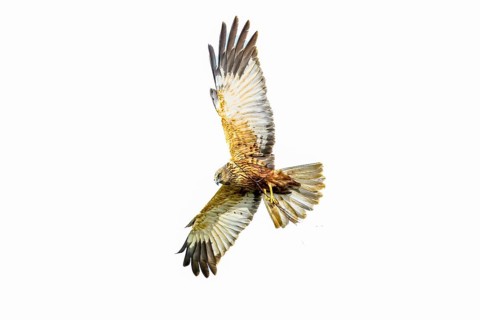 Marsh harrier (Circus aeruginosus) in the air with outstretched wings against a white background,