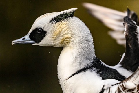 Portrait of a pygmy merganser (Mergellus albellus) in the water with water droplets on its black