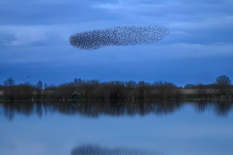 A dense flock of starlings (Sturnus vulgaris) flies over a lake with a reflection of the blue sky,
