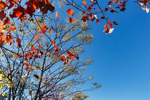 Red autumn leaves, maple leaves (Acer), sunny autumn weather, blue sky, view upwards, Indian
