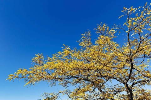 Golden yellow autumn foliage, Honey Locust (Gleditsia triacanthos), Leatherback tree, False