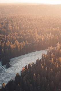 Extensive forest in the golden light of sunset that radiates peace and quiet, Enzklösterle, Calw