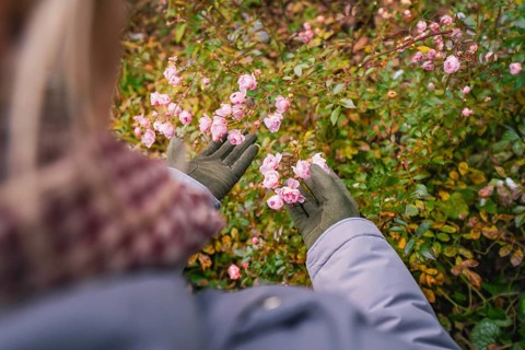 Someone in gloves looks at delicate pink flowers outdoors, Herrenberg, Böblingen district, Germany