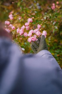 Person in winter clothes admiring pink blossoms in the countryside, Herrenberg, Böblingen district,