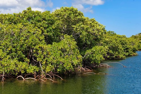 Stilt mangrove (Rhizophora stylosa) stands in lagoon of island in Western Pacific, Pacific Ocean,