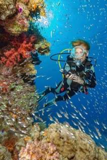 Diver looking at illuminated cliff face of lively intact colourful coral reef of stony corals