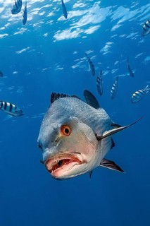 Mangrove snapper (Lutjanus argentimaculatus) swims towards the observer showing pointed teeth,