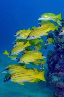 Small school of blue-striped snapper (Lutjanus kasmira), Red Sea, Safaga, Hurghada, Egypt