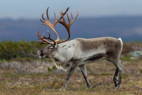 A reindeer bull (Rangifer tarandus) walks across the autumn tundra during the rut, rut, autumn,