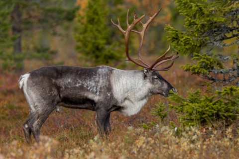 A reindeer bull (Rangifer tarandus) stands relaxed in the taiga, rut, autumn, Sweden