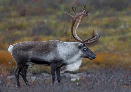 Relaxed, a reindeer bull (Rangifer tarandus) observes his herd, rut, autumn, Sweden