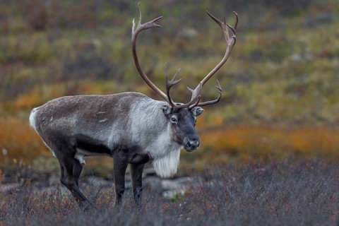 At the beginning of October, the reindeer rut (Rangifer tarandus) has reached its peak, rut,