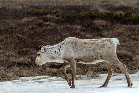 The thick fur protects the reindeer cow (Rangifer tarandus) from snow and cold, snow, snowfall,