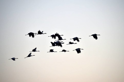 Cranes (Grus grus) flying on the Darß, Mecklenburg-Vorpommern, Germany