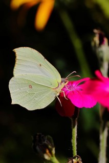 Lemon butterfly (Gonepteryx rhamny) on crown campion (Lychnis coronaria), in a nature garden,