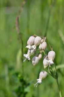 Pigeon's bedstraw or common bedstraw (Silene vulgaris), flower, Wilnsdorf, North Rhine-Westphalia,