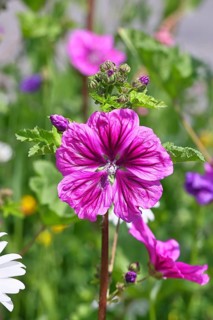 Common mallow (Malva sylvestris), flower in a meadow, medicinal plant, aromatic plant, medicinal