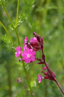 Red campion (Silene dioica), close-up of a flower in a meadow, Wilnsdorf, North Rhine-Westphalia,
