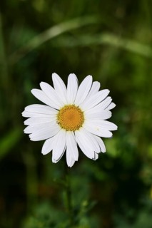 Daisy (Leucanthemum vulgare), flower in a meadow, close-up, macro, Wilnsdorf, North