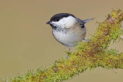 Willow Tit (Parus montanus), Willow Tit (Parus montanus) sitting on a branch overgrown with moss,