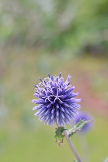 Blue globe thistle (Echinops ritro), flower, ornamental plant in a garden, Wilnsdorf, North