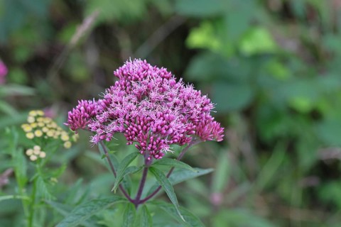 Hemp agrimony (Asteraceae), water hemp, Kunigundenkraut, flowering on a forest path, summer,