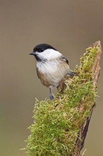 Willow Tit (Parus montanus), Willow Tit (Parus montanus) sitting on a branch overgrown with moss,