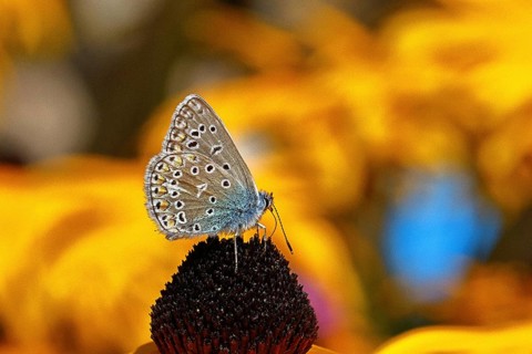 Ononis natrix blue (Polyommatus icarus), common blue, female on a flower of the yellow coneflower