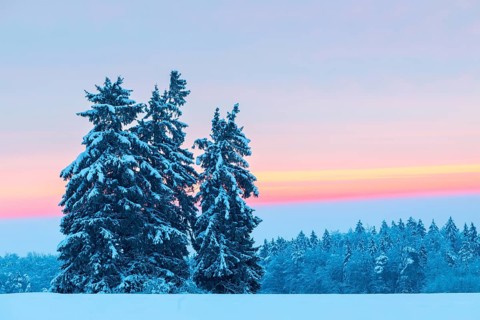 Winter spruces (Picea), pine family (Pinaceae), snow, winter, dawn, Leibertingen, Danube valley,