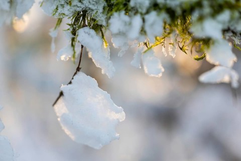 Frost, hoarfrost on moss, winter, Leibertingen, Upper Danube nature park Park, Baden-Württemberg,
