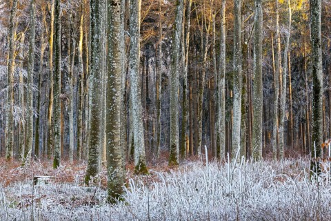 Beech forest (Fagus), beech family (Fagaceae), frost, rime, winter, Leibertingen, Upper Danube