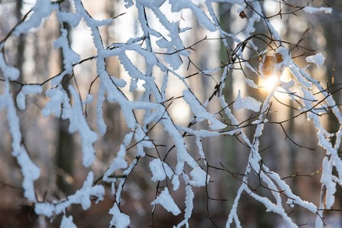 Beech branch (Fagus), beech family (Fagaceae), forest edge, sun, frost, hoarfrost, winter,
