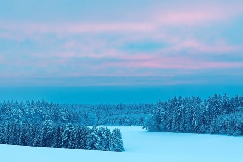 Winter forest, spruce (Picea), pine (Pinaceae), snow, winter, dawn, Leibertingen, Danube valley,