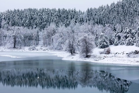 Mixed forest reflecting on water, frost, hoarfrost, winter, ice, lake, Laiz, Upper Danube nature