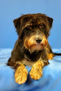 Close-up of a black and brown dog on a blue fabric background, mixed breed dog, wire-haired