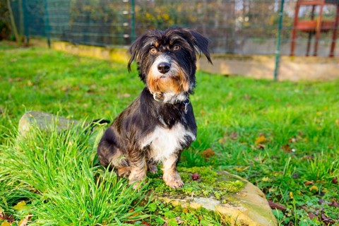 A dog sits outside on a rock in the grass, mixed breed, mixed breed dog, wire-haired dachshund