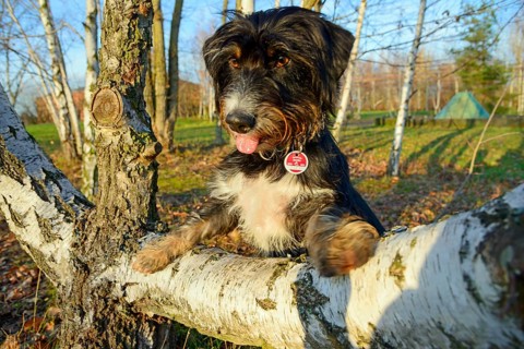 A dog playfully sits on a birch trunk in autumn, surrounded by trees and sunlight, mixed breed dog,