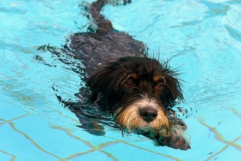 A black dog swims in the pool, dog swimming in the outdoor pool, mixed breed, wire-haired dachshund