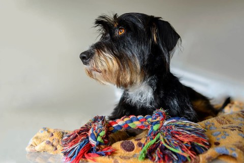 Dog with colored rope toy on a blanket, mixed breed dog, wire-haired dachshund terrier-Havanese