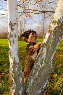 A dog climbs birches in the park, mixed breed, mixed breed dog, wire-haired dachshund