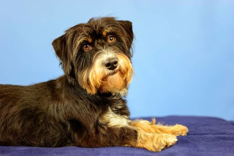 A curious-looking dog is lying on a black blanket in front of a blue wall, mixed breed dog,