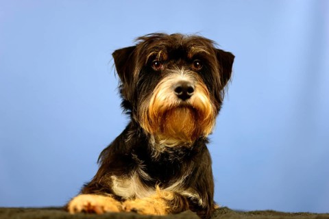 A dog with calm facial expression in front of a blue wall, mixed breed dog, wire-haired dachshund