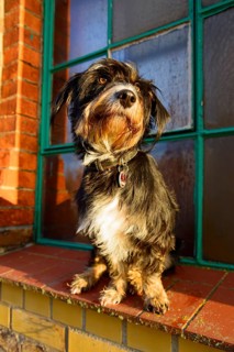 A dog sitting in sunlight in front of a window, mixed breed dog, wire-haired dachshund