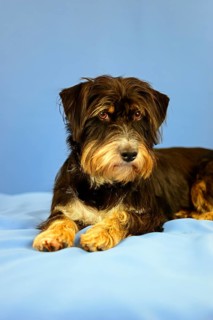 An attention-looking black and brown dog lying on a blue background, mixed breed dog, wire-haired