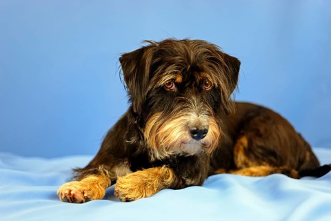 A black and brown dog is lying relaxed on a blue background, mixed breed dog, wire-haired dachshund