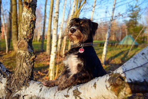 A dog sits proudly and attentively on a birch trunk in a birch forest, mixed breed dog, wire-haired
