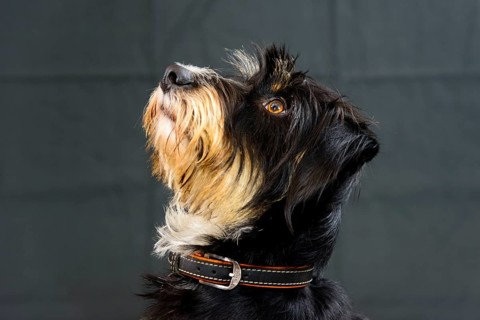 A dog looks up against a dark background, mixed breed dog, wire-haired dachshund terrier-Havanese
