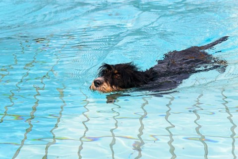 A dog swims through the pool, dog swimming in the outdoor pool, mixed breed, mixed breed dog,