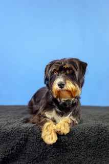 A dog lies attentively on a black blanket, in front of a blue wall, mixed breed dog, wire-haired