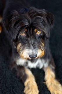 Close-up of a black and brown dog looking seriously on a dark carpet, mixed breed dog, wire-haired